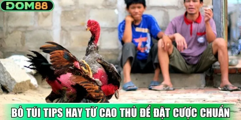 Bỏ túi tips hay từ cao thủ để đặt cược chuẩn