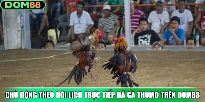 Chủ động theo dõi lịch trực tiếp đá gà Thomo trên Dom88