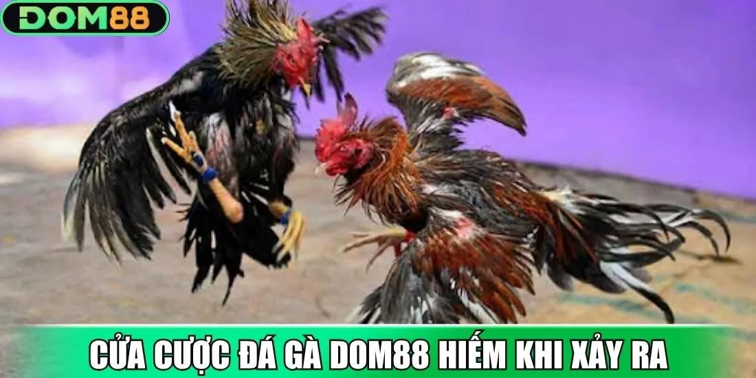 Cửa cược đá gà Dom88 hiếm khi xảy ra