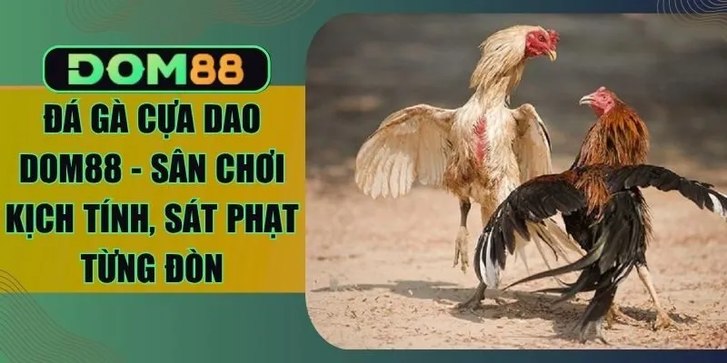 Đá Gà Cựa Dao Dom88 - Sân Chơi Kịch Tính, Sát Phạt Từng Đòn