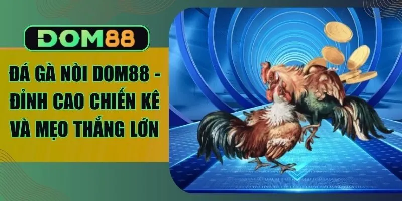 Đá Gà Nòi Dom88 - Đỉnh Cao Chiến Kê Và Mẹo Thắng Lớn