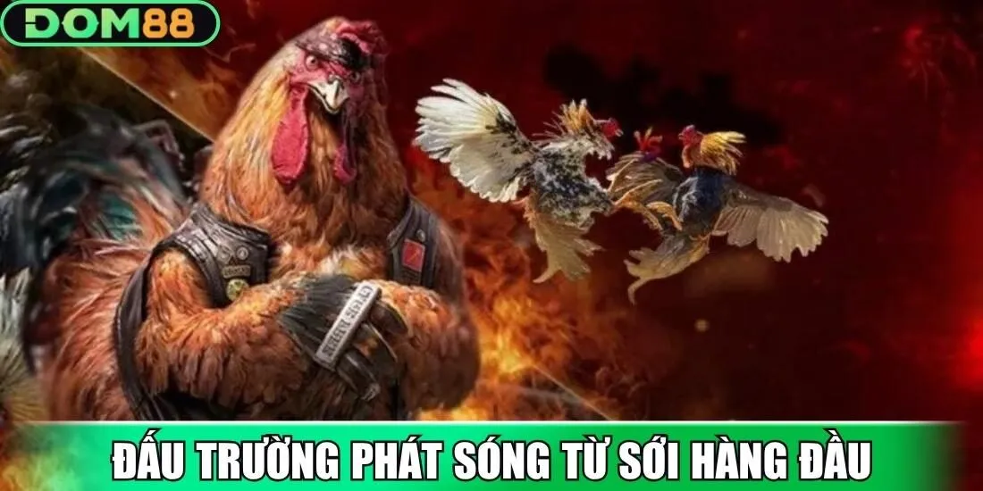Đấu trường nghẹt thở phát sóng từ sới hàng đầu