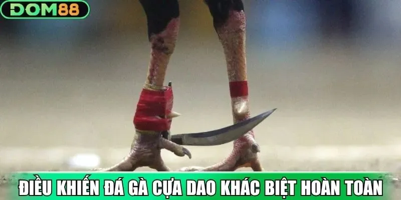 Điều khiến đá gà cựa dao khác biệt hoàn toàn