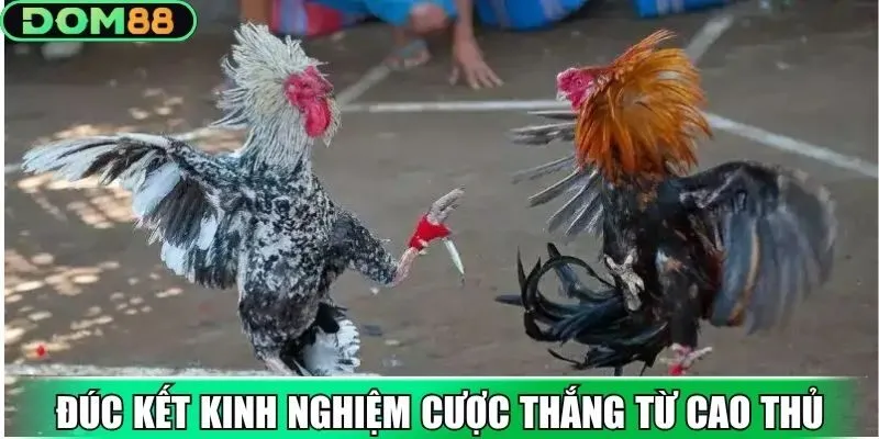 Đúc kết kinh nghiệm cược thắng từ cao thủ