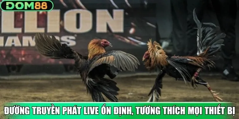 Đường truyền phát live ổn định, tương thích mọi thiết bị