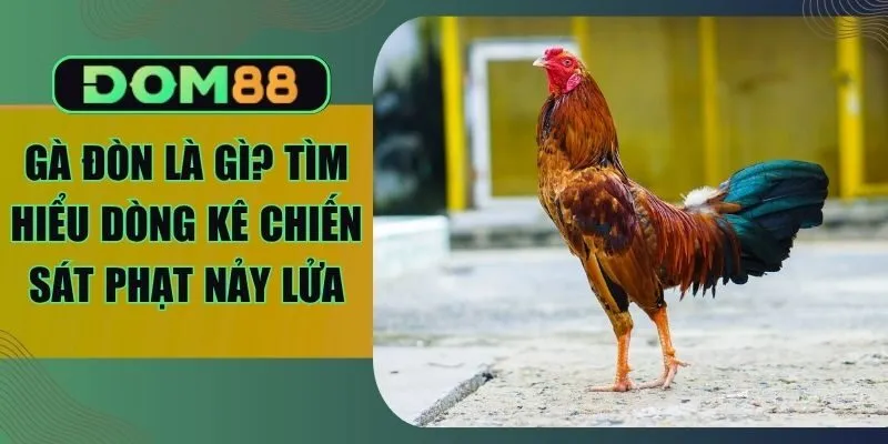 Gà Đòn Là Gì? Tìm Hiểu Dòng Kê Chiến Sát Phạt Nảy Lửa