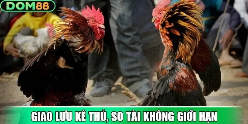 Giao lưu kê thủ, so tài không giới hạn