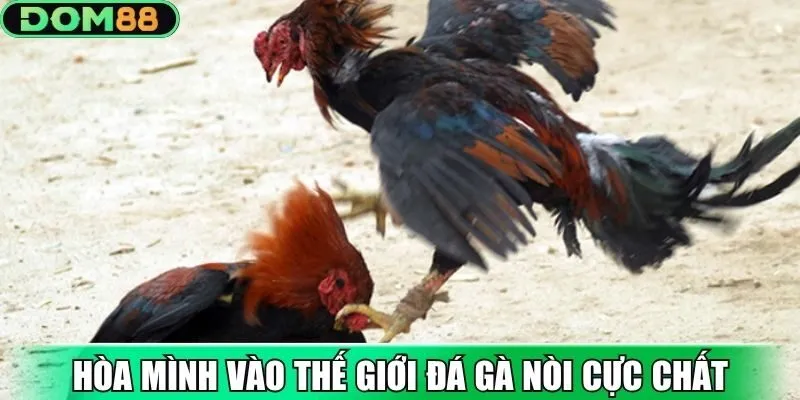 Hòa mình vào thế giới đá gà nòi cực chất