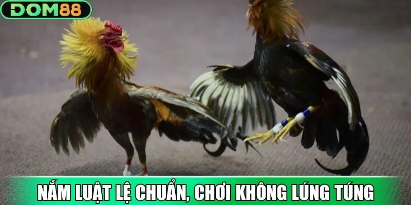 Nắm luật lệ chuẩn, chơi không lúng túng