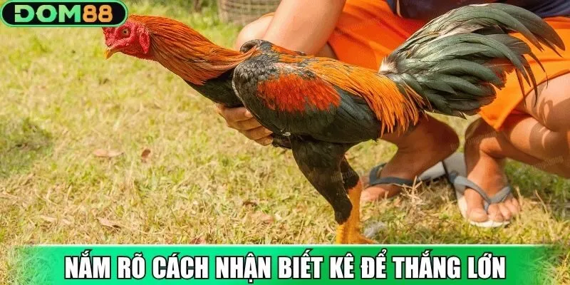 Nắm rõ cách nhận biết kê để thắng lớn