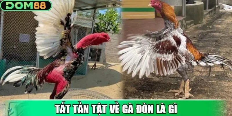Tất tần tật về gà đòn là gì