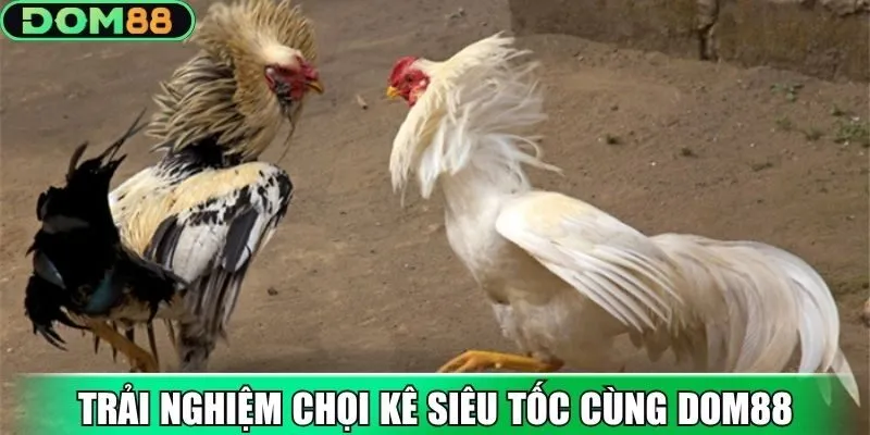 Trải nghiệm chọi kê siêu tốc cùng Dom88