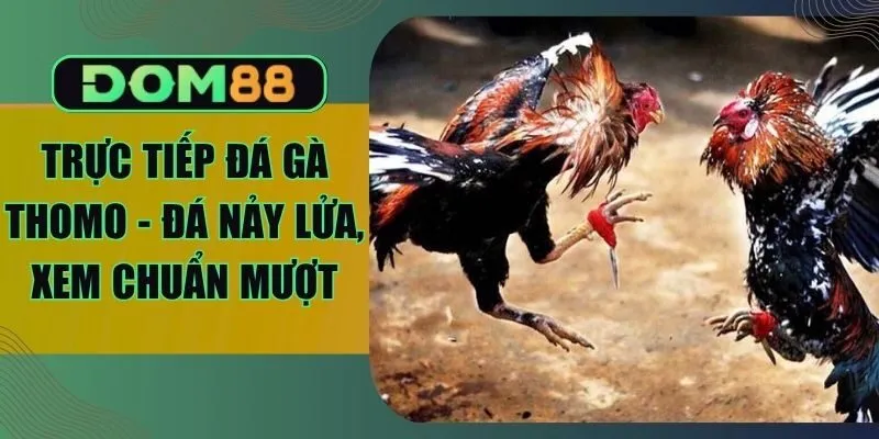 Trực Tiếp Đá Gà Thomo - Đá Nảy Lửa, Xem Chuẩn Mượt